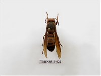 藏品(雙金環虎頭蜂)的圖片